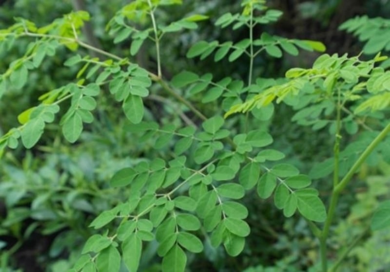 Manfaat Daun Kelor Untuk Wajah Bisa Bikin Cantik Berseri