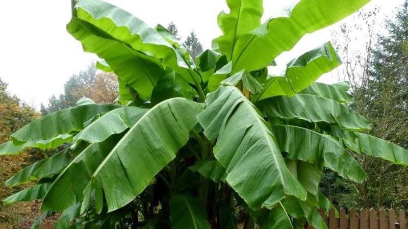 Manfaat Daun Pisang Untuk Kesehatan dan Kecantikan