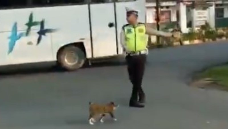 Bantu Kucing Nyebrang di Jalan Raya Aksi Heroik Polisi ini Bikin Kagum