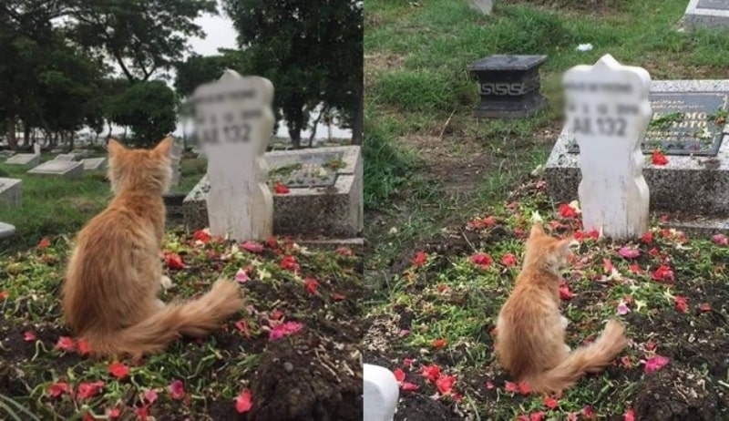 Sempat Jatuh Sakit Ketika Tuannya Meninggal Begini Kisah Kucing Setia yang Bikin Netizen Terharu