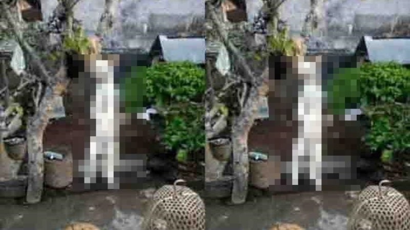 VIRAL Potret Kucing Digantung di Pohon Hingga Mati Komunitas Pecinta Hewan Bertindak