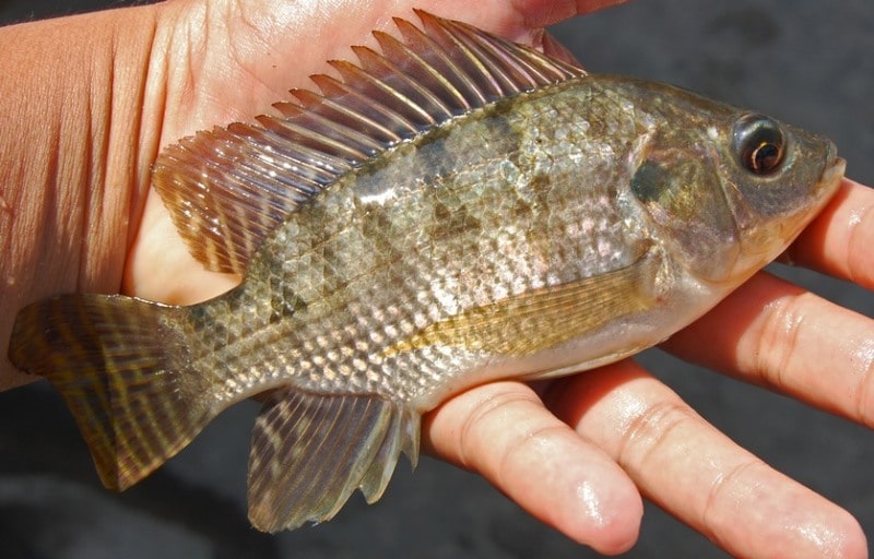 Manfaat Ikan Nila Untuk Kesehatan min