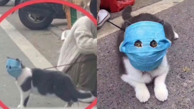 Gemas Banget Kucing Ini Pakai Masker Saat Pergi ke Luar Rumah
