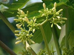 Manfaat Bunga Pepaya Untuk Kesehatan Rancah Post