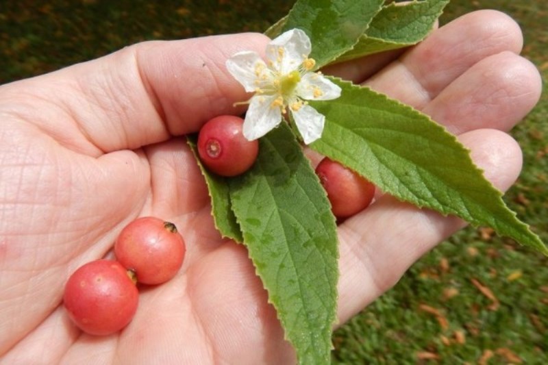 Sering Diabaikan Buah Kersen Ternyata Punya Banyak Manfaat Untuk Kesehatan