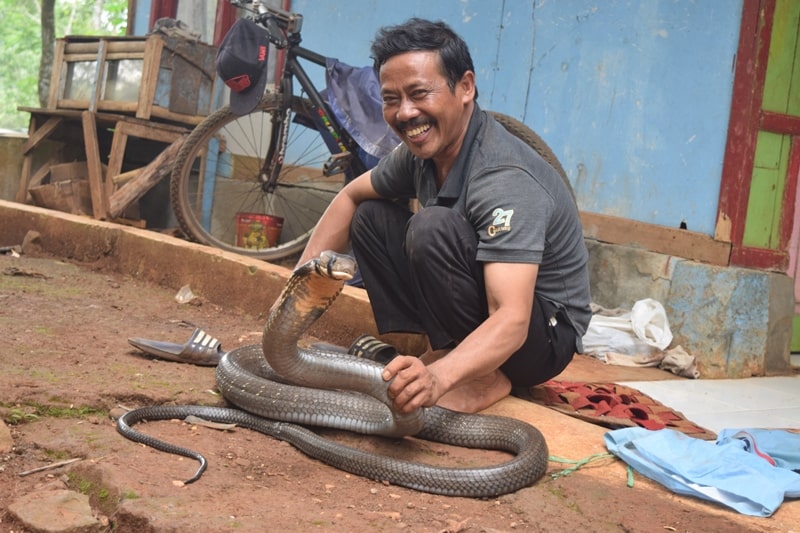 Ular king Kobra sepanjang 35 meter