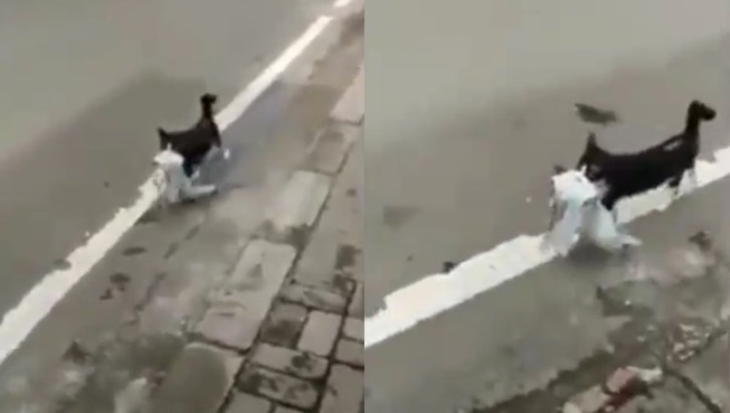 Bukan Makanan Kucing ini Terekam Kamera Bawa Bra Saat Nyeberang Jalan