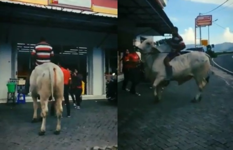 Anti Mainstream! Pria ini Naik Sapi Saat Pergi Belanja ke Minimarket Anti Mainstream Pria ini Naik Sapi Saat Pergi Belanja ke Minimarket