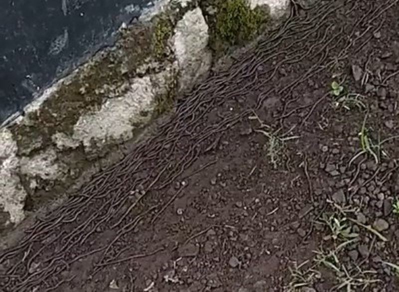 Fenomena Ribuan Cacing Keluar dari Tanah Gegerkan Warga Solo