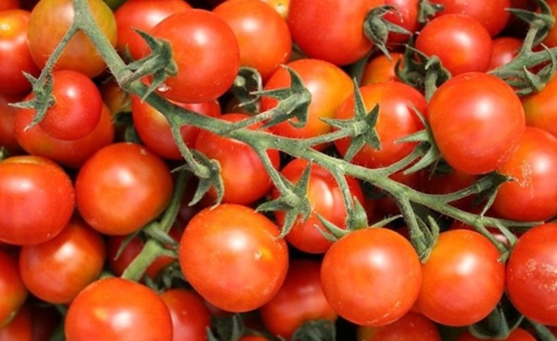 Tomat Cherry Si Mungil yang Kaya Manfaat Bagi Kesehatan dan Kecantikan