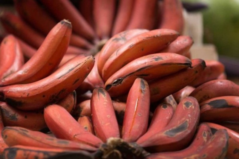 8 Manfaat Buah Pisang Merah Untuk Tubuh Mau Coba