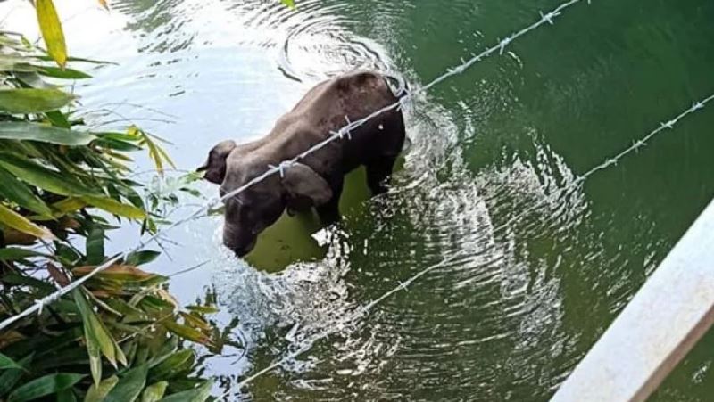 Dalam Kondisi Hamil Seekor Gajah di India Mati Setelah Makan Nanas Berisi Petasan