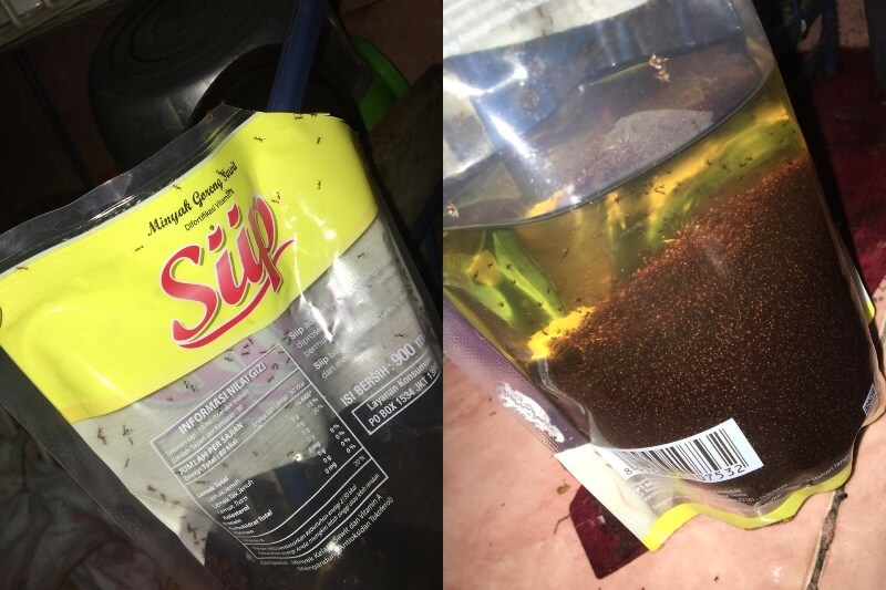 Mau Buat Telur Ceplok Warganet ini Kaget Lihat Minyak Goreng Penuh dengan Semut Merah