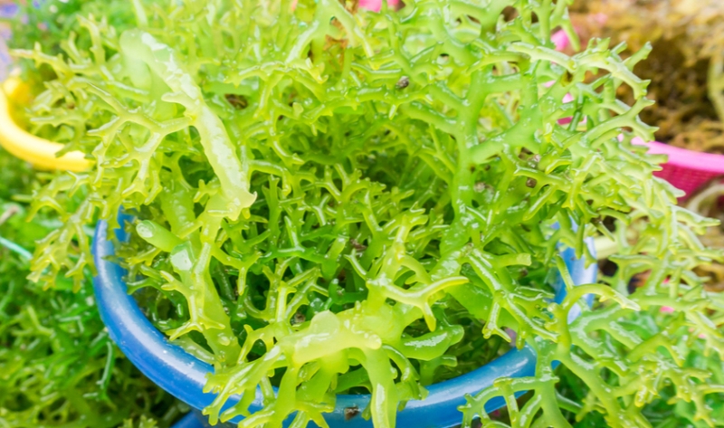 Ragam Manfaat yang Ada Pada Rumput Laut Untuk Kecantikan