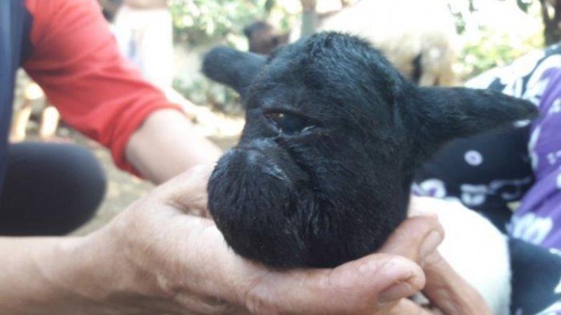 VIRAL Lahirnya Anak Kambing Bermata Satu di Sumedang