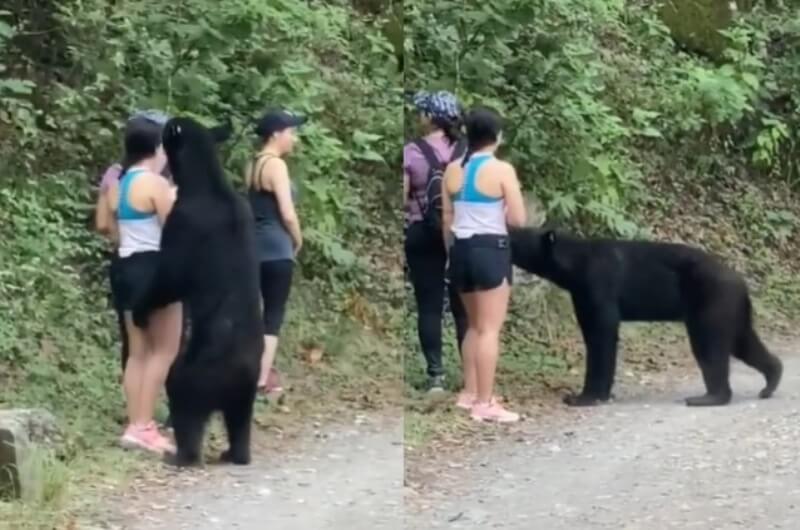 Auto Gemeteran Tiga Wanita Dihampiri Beruang Liar Saat Jogging