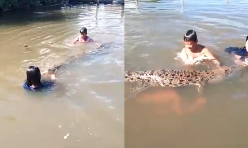 Gak Ada Takut takutnya Bocah bocah Terekam Kamera Asyik Berenang dengan Buaya