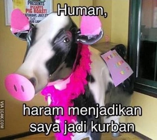 Meme Hewan Kurban Terbaru