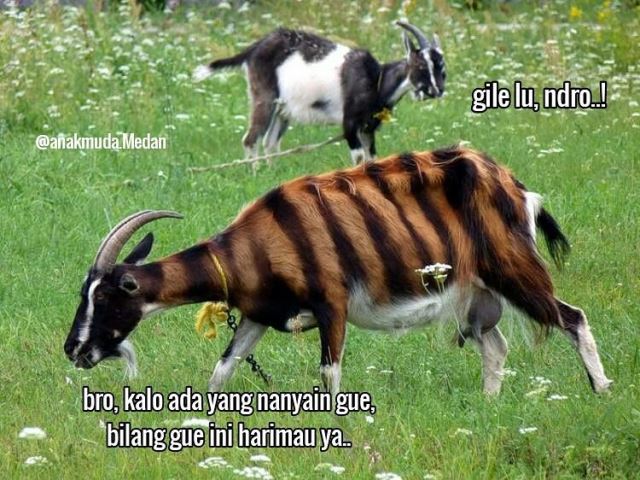 Meme Kambing Kurban 2020