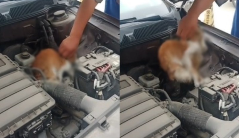 Nasib Malang Si Kucing Oren Terperangkap di Dalam Mesin Mobil Hingga Tubuhnya Kaku