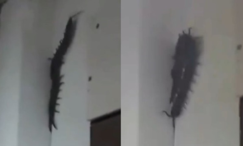 Ngeri! Seekor Kelabang Raksasa Terekam Lagi Merayap di Dinding Toilet Ngeri Seekor Kelabang Raksasa Terekam Lagi Merayap di Dinding Toilet