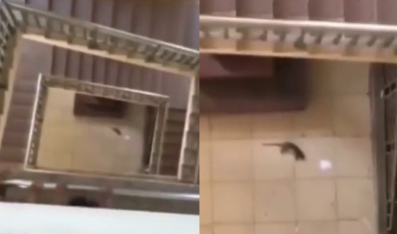 Dikejar kejar Pria Seekor Tikus Pilih Terjun dari Lantai Atas Hingga Berakhir Mengenaskan