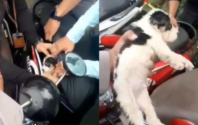 Kasihan Dua Anak Anjing Ditemukan Polisi di Dalam Jok Motor yang Disita Saat Balap Liar