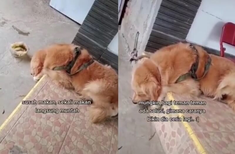 Kesedihan Induk Anjing Usai Anaknya Mati Terlindas Mobil, Murung dan Tak Mau Makan Kesedihan Induk Anjing Usai Anaknya Mati Terlindas Mobil Murung dan Tak Mau Makan