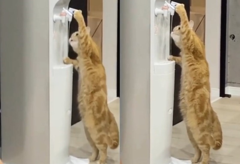 Viral Video Kelakuan Si Kucing Oren yang Bisa Ambil Minum Sendiri dari Dispenser