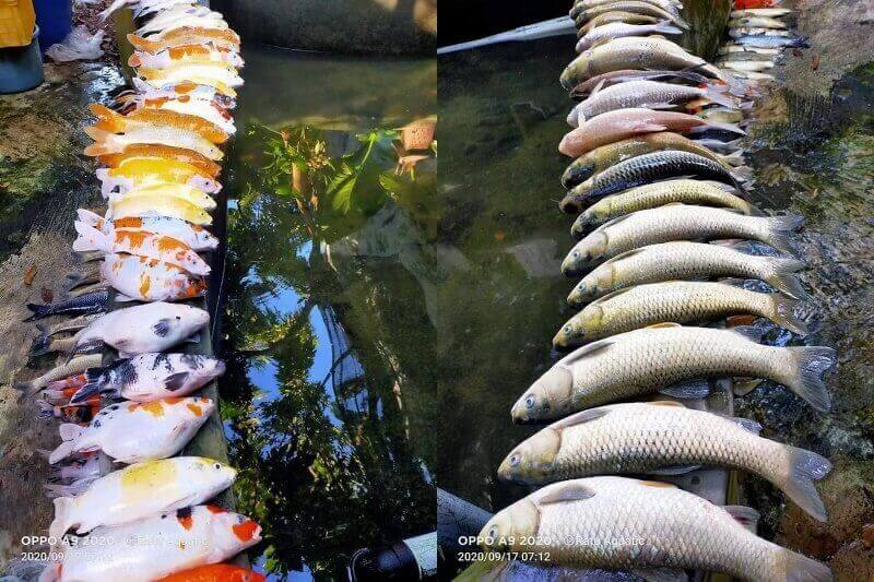 Puluhan Ikan Hias Mati Lantaran Lupa Nyalakan Pompa Air, Pemilik Hanya Bisa Begini Puluhan Ikan Hias Mati Lantaran Lupa Nyalakan Pompa Air Pemilik Hanya Bisa Begini