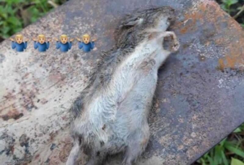 Sempat Dikira Hamster Tapi Ternyata Tikus Got, Pemilik Baru Sadar Usai 9 Bulan Dipelihara Sempat Dikira Hamster Tapi Ternyata Tikus Got Pemilik Baru Sadar Usai 9 Bulan Dipelihara