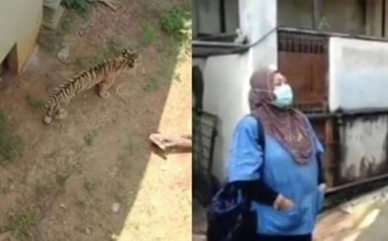 Sempat Viral Ini Penjelasan Dokter Hewan Soal Harimau di Maharani Zoo yang Kurus Kering
