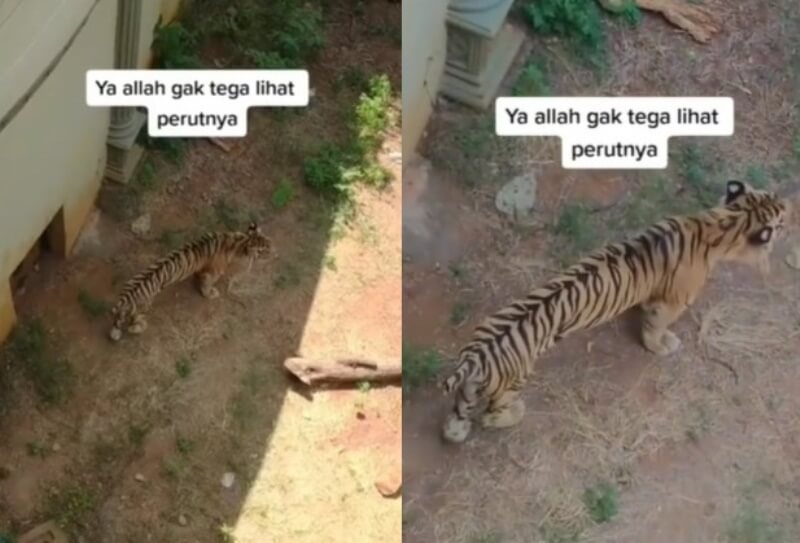 VIRAL Kondisi Harimau di Maharani Zoo Lamongan Tubuhnya Sangat Kurus