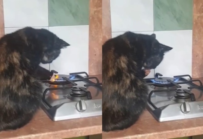 Bak Ahli Debus, Seekor Kucing Asyik Main Api Kompor Pakai Kaki Bak Alhi Debus Seekor Kucing Asyik Main Api Kompor Pakai Kaki