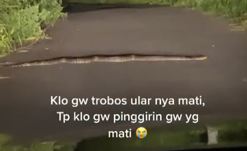 Pengemudi Mobil Auto Bimbang Saat Dihadang Ular di Jalanan, Pilih Nunggu atau Mindahin? Pengemudi Mobil Auto Bimbang Saat Dihadang Ular di Jalanan Pilih Nunggu atau Mindahin