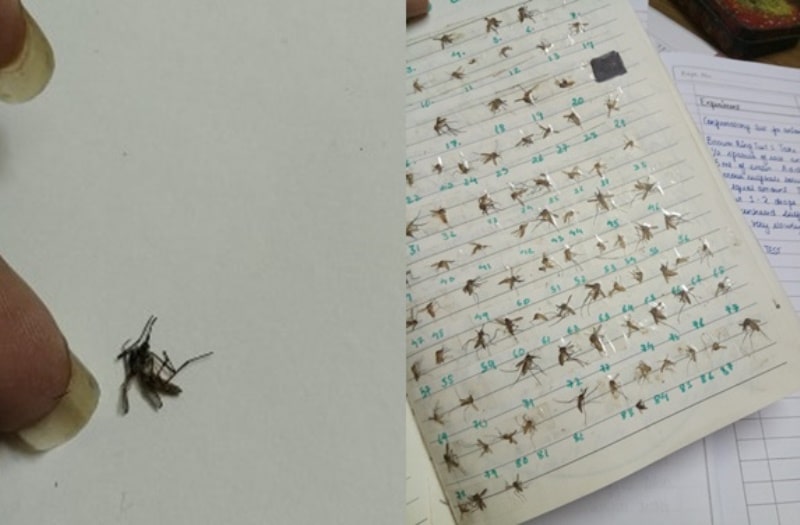 Unik dan Nyeleneh Seorang Wanita Hobi Koleksi Nyamuk Mati
