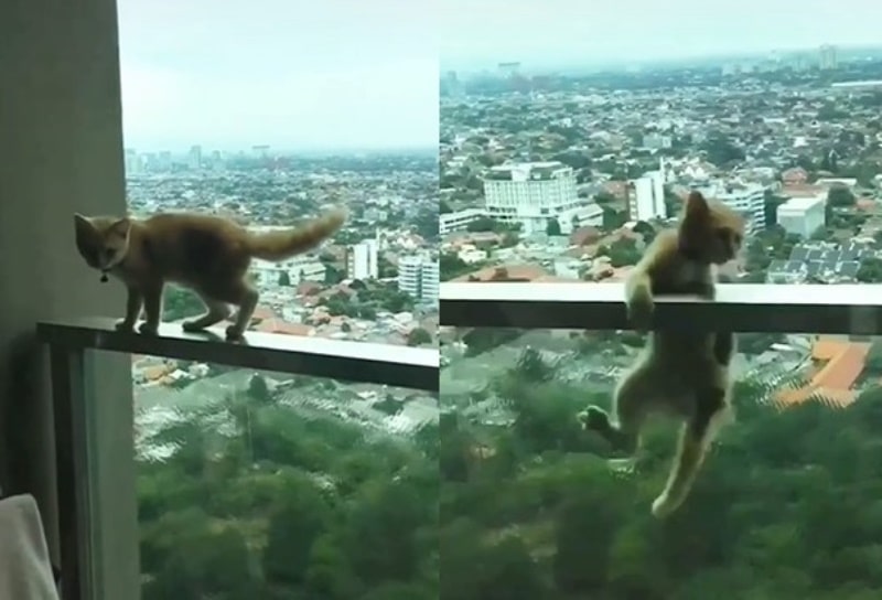 Gegara Nekat Main di Balkon Kucing Oren ini Nyaris Jatuh dari Apartemen
