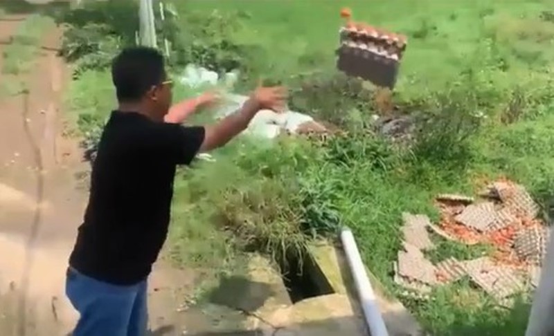 Kecewa Gara gara Hal ini Seorang Pria Nekat Buang Ribuan Telur Ayam