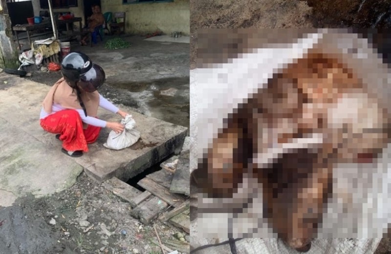 VIRAL Temuan Karung Isi Tubuh Kepala Kucing Dikuliti di Medan Diduga Dagingnya Dijual