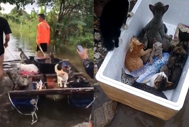 Viral Video Aksi Heroik Warga Evakuasi Kucing Saat Banjir Terjang Kalsel