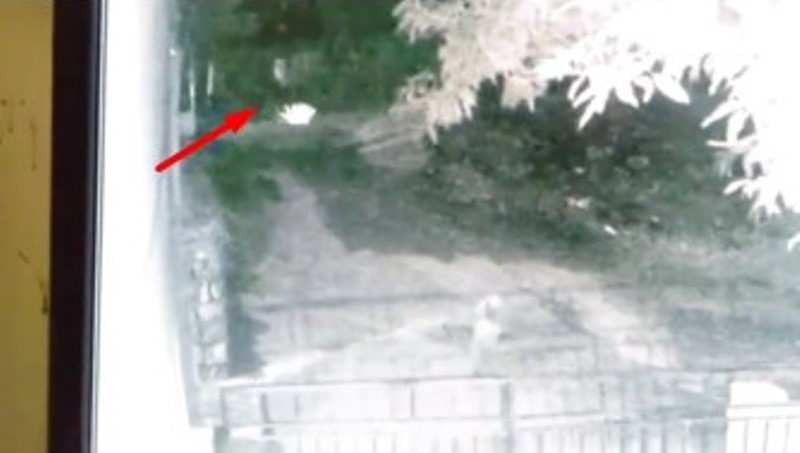 VIRAL Rekaman CCTV Sosok Pocong Dikejar Anjing Hebohkan Publik