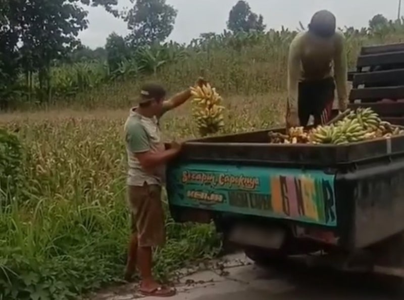 Viral Video Aksi Dua Pria Buang Pisang ke Ladang, Apa Motifnya? Viral Video Aksi Dua Pria Buang Pisang ke Ladang Apa Motifnya