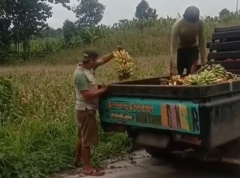Viral Video Aksi Dua Pria Buang Pisang ke Ladang Apa Motifnya