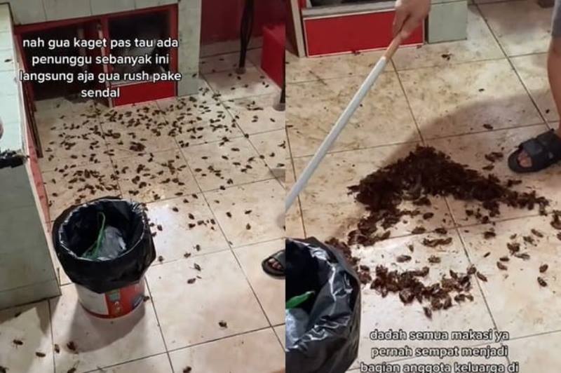 Dapur di Rumah Pria ini Penuh dengan Ratusan Kecoa, Penampakannya Bikin Bergidik Auto Bergidik Dapur di Rumah Pria ini Penuh dengan Ratusan Kecoa