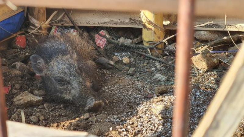 Usai Ditangkap Warga Hewan Diduga Babi Ngepet di Bedahan Depok Akhirnya Disembelih