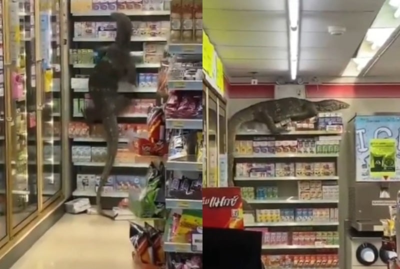 VIRAL Detik detik Biawak Berukuran Jumbo Masuk ke Minimarket dan Panjat Rak