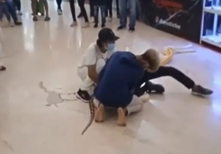 Ngeri Pria Digigit Ular Peliharaannya Hingga Terluka Saat Hadiri Pameran Reptil di Mal