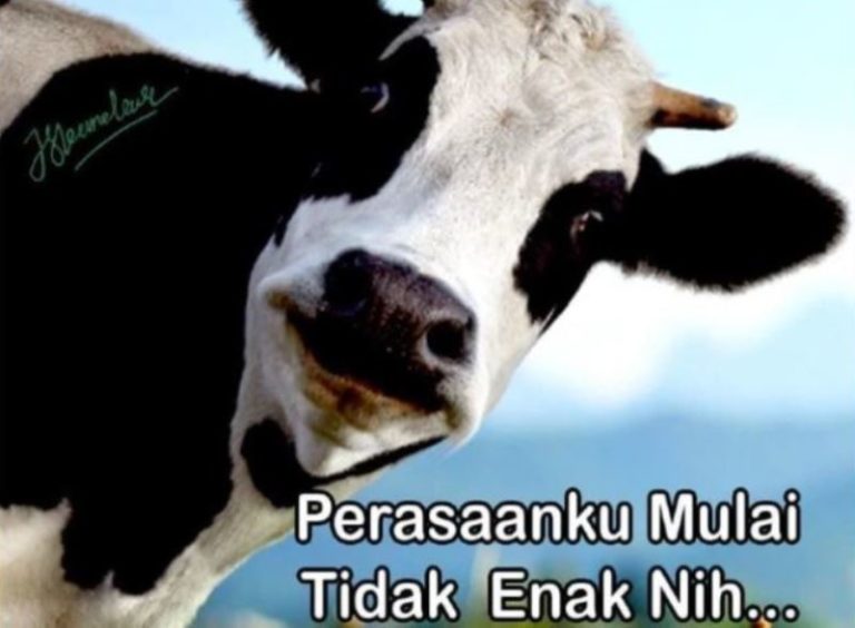 15 Meme Lucu Hewan Kurban Idul Adha 2021 yang Sukses Menggelitik Perut