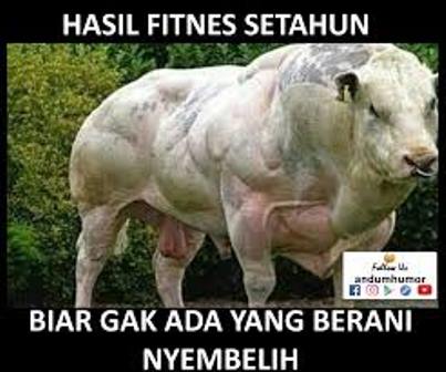 Gambar Sapi Berotot