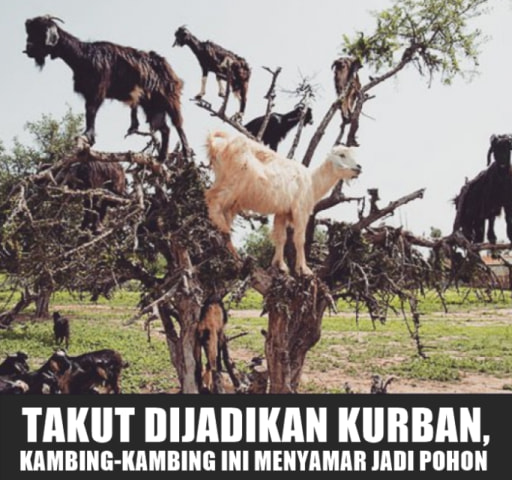 Kambing Menyamar Jadi Pohon